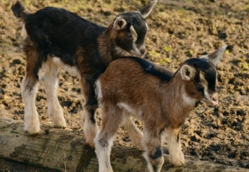 Goat Seminar!