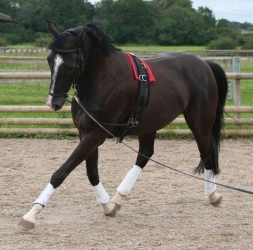 Answers From Our Equine Expert