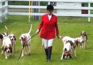 Fairfield County Hounds On Parade