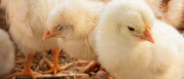 Chick Seminar