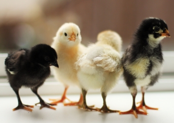 LSB Chick Days with Purina and Featuring Dr. Kim McClure