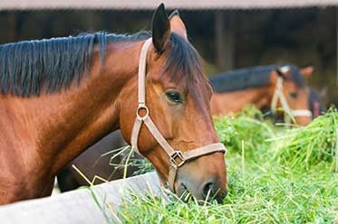 Hay, Have You Thought About Your Horse’s Forage?