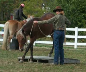 Horse Agility Play Day With Heidi Potter
