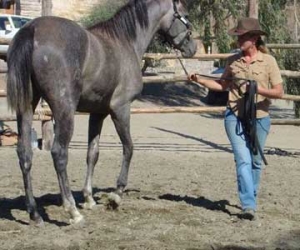 Holistic Horse Day With Anna Twinney