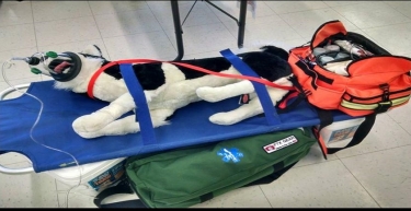 Pet First Aid Class