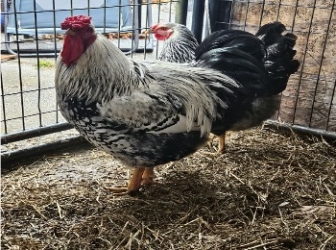 Backyard Chicken Tending Basics