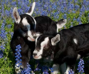 Got Goats