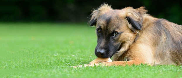 lsb-dog-main-rotation-min.jpg
