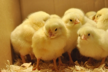Blue Seal Chick Days