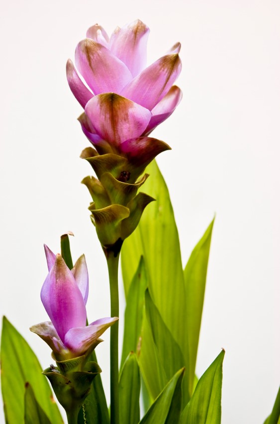 Curcumin1.jpg