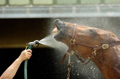Horse Drinking Water